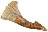 Fossil Sawfish (Onchopristis) Rostral Barb - Morocco #351680-1